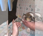 Small Photo #10 Bulldog Puppy For Sale in FLINT, MI, USA