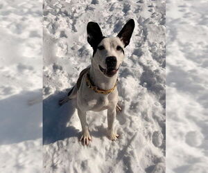 Mutt Dogs for adoption in Waterford, VA, USA