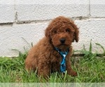 Small Photo #2 Poodle (Toy) Puppy For Sale in EAST EARL, PA, USA