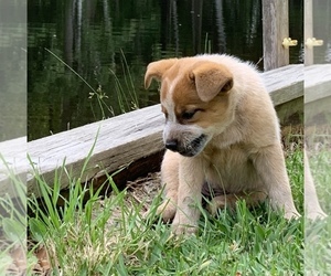 Australian Cattle Dog Puppy for Sale in MYRTLE BEACH, South Carolina USA