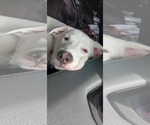 Small #4 Huskies  Mix