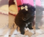 Small Photo #1 Pomeranian Puppy For Sale in OTTAWA, OH, USA
