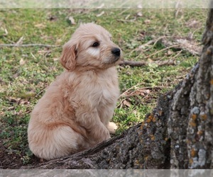 Goldendoodle Puppy for sale in BRIGHTON, MO, USA
