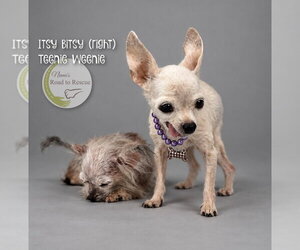 Itsy Bitsy and Teenie Weenie - Female Mutt Dog for Adoption - Photo #2