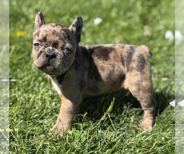 Medium Photo #10 Faux Frenchbo Bulldog Puppy For Sale in ROCK STREAM, NY, USA