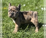 Small #9 Faux Frenchbo Bulldog