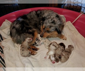 Mother of the Australian Shepherd puppies born on 02/14/2020