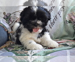 Small Photo #11 Shih Tzu-Zuchon Mix Puppy For Sale in GREENWOOD, WI, USA