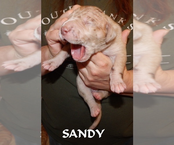 Medium Photo #82 Great Dane Puppy For Sale in SPRAGGS, PA, USA