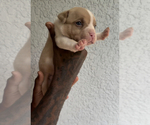 Puppy Puppy 1 American Bully