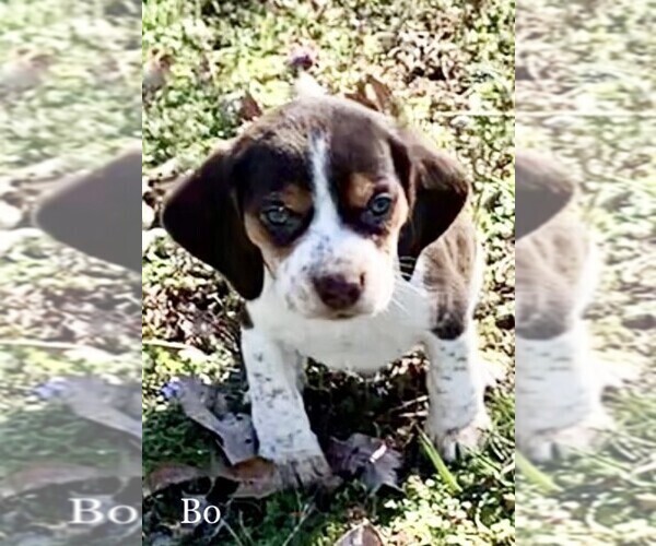 Medium Photo #7 Beagle Puppy For Sale in MARSHALL, AR, USA