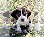 Small Photo #7 Beagle Puppy For Sale in MARSHALL, AR, USA