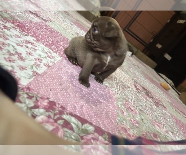 Medium Photo #6 Pug Puppy For Sale in BLOOMINGTON, IL, USA