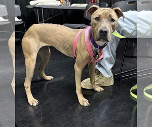 Tip - Female American Bulldog-Unknown Mix Dog for Adoption - Photo #9