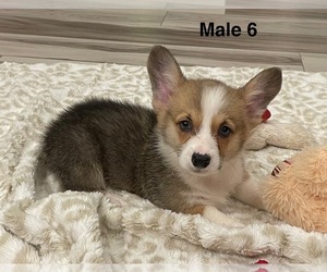 Pembroke Welsh Corgi Puppy for sale in GUTHRIE, KY, USA