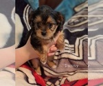 Small Photo #3 Shorkie Tzu Puppy For Sale in SCOTTSDALE, AZ, USA
