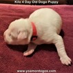 Small Photo #135 Dogo Argentino Puppy For Sale in JANE, MO, USA