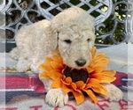 Small Photo #6 Goldendoodle-Poodle (Standard) Mix Puppy For Sale in LEICESTER, NC, USA