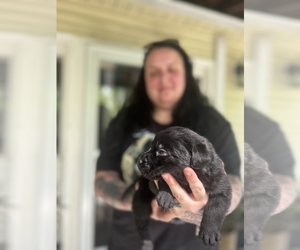 Medium Photo #10 Labrador Retriever Puppy For Sale in LOUISBURG, NC, USA