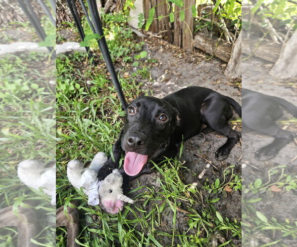 Medium Photo #2 Labrador Retriever-Unknown Mix Puppy For Sale in Miami, FL, USA