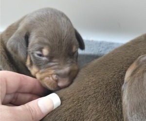 Doberman Pinscher Puppy for sale in COLUMBIA CITY, IN, USA