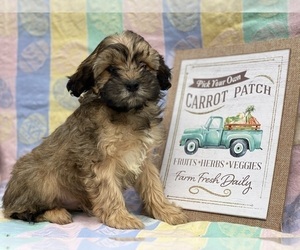 Cavapoo Puppy for sale in LANCASTER, PA, USA