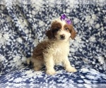 Small #5 Cavapoo