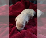 Small Photo #5 Goldendoodle Puppy For Sale in COVINGTON, GA, USA
