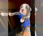 Puppy Puppy 5 American Bully