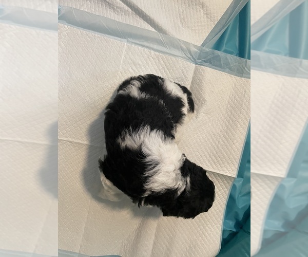 Medium Photo #9 Poodle (Standard) Puppy For Sale in COLUMBIA, SC, USA