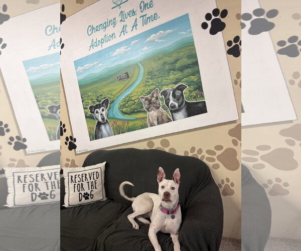 Medium Photo #5 American Pit Bull Terrier-German Shepherd Dog Mix Puppy For Sale in Williamsburg, IA, USA