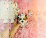 Small #19 Yorkshire Terrier