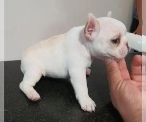 French Bulldog Puppy for sale in ORLANDO, FL, USA