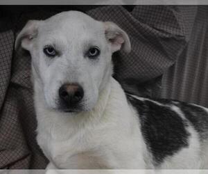 Mutt Dogs for adoption in Thief River Falls, MN, USA