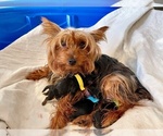 Small Photo #3 Yorkshire Terrier Puppy For Sale in WOODSTOCK, CT, USA