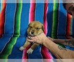Puppy 3 Great Pyrenees-Rottweiler Mix