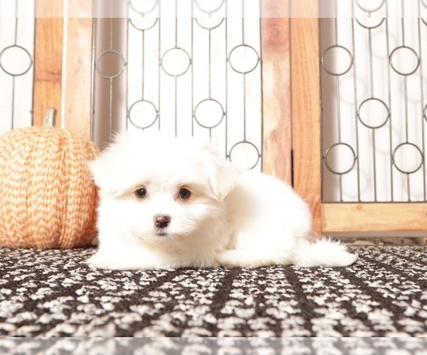 Medium Photo #2 Havanese Puppy For Sale in NAPLES, FL, USA