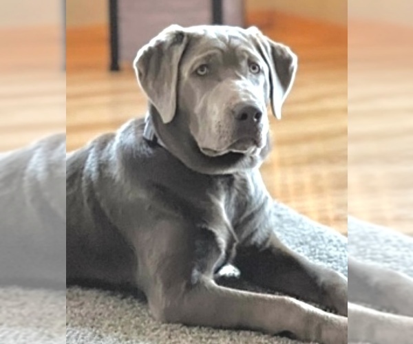 Medium Photo #1 Labrador Retriever Puppy For Sale in DELEVAN, NY, USA