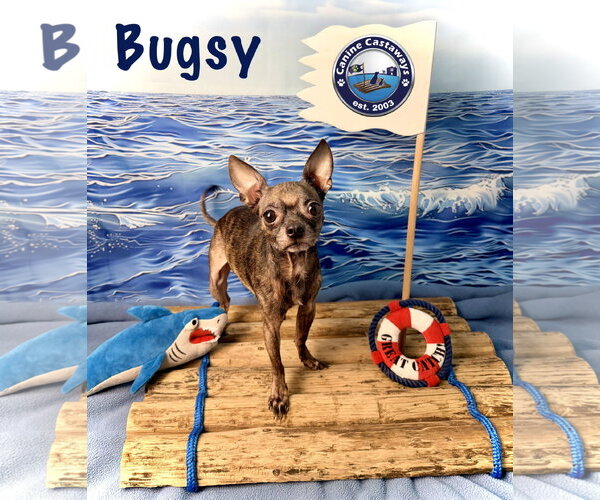 Medium Photo #1 Chihuahua-Unknown Mix Puppy For Sale in Arcadia, FL, USA