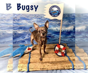 Chihuahua-Unknown Mix Dogs for adoption in Arcadia, FL, USA