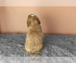 Small #4 Golden Cavadoodle