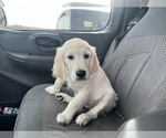 Small #14 English Cream Golden Retriever
