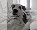 Small Pointer Mix