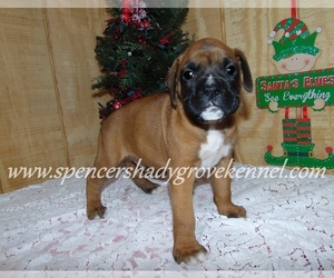 Boxer Puppy for sale in CABOOL, MO, USA
