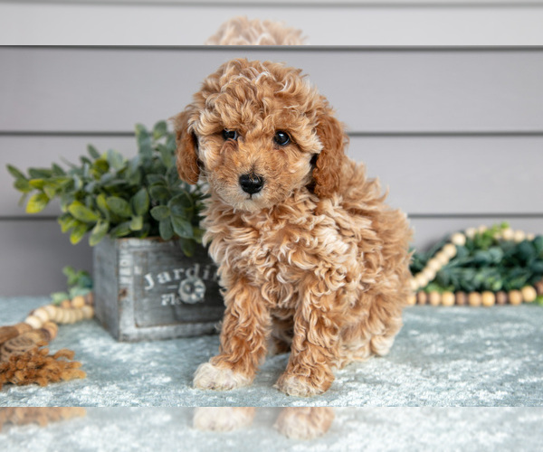 Medium Photo #3 Poodle (Miniature) Puppy For Sale in WOLCOTTVILLE, IN, USA