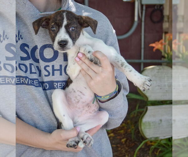 Medium Photo #4 Australian Shepherd-Unknown Mix Puppy For Sale in Huntley, IL, USA