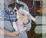 Small #3 Australian Shepherd Mix