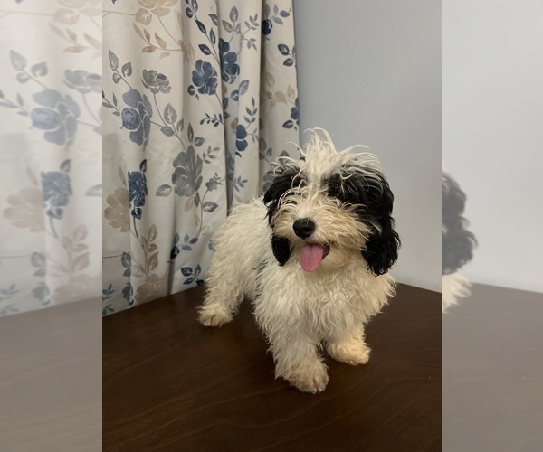 Medium Photo #18 Cavapoo-Poodle (Miniature) Mix Puppy For Sale in DURHAM, CT, USA
