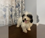 Small #17 Cavapoo-Poodle (Miniature) Mix