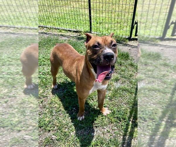 Medium Photo #2 Mutt Puppy For Sale in Abbeville, LA, USA